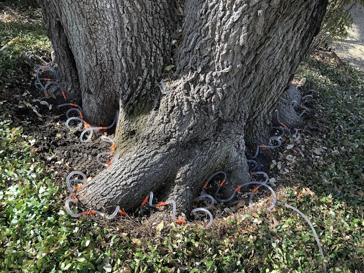 Detailed Shrub and Hedge Trimming job site in Colleyville