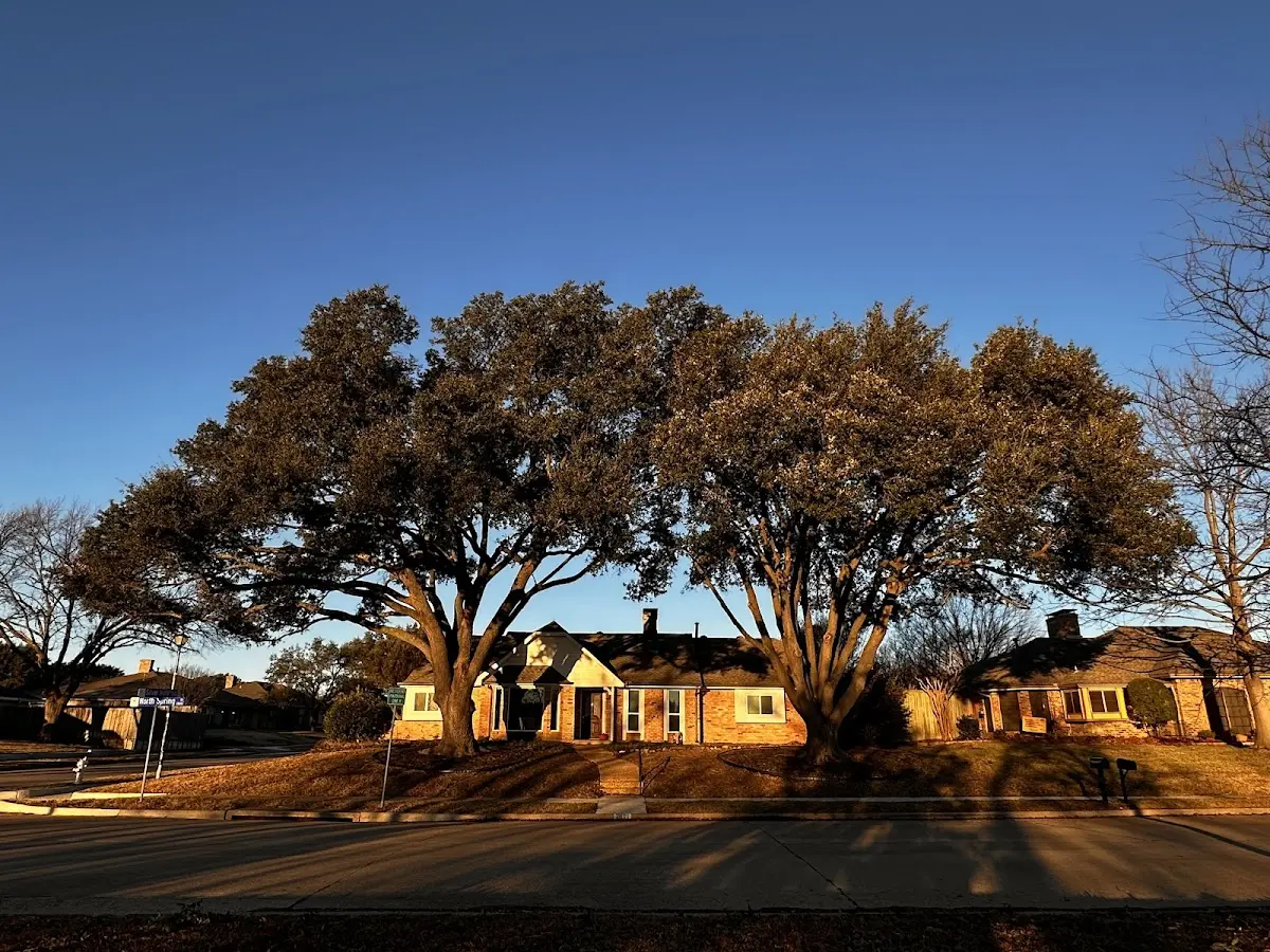Established residential canopy tree shading a home in Colleyville